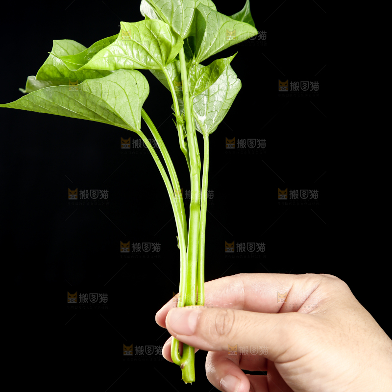 手里拿着红薯叶