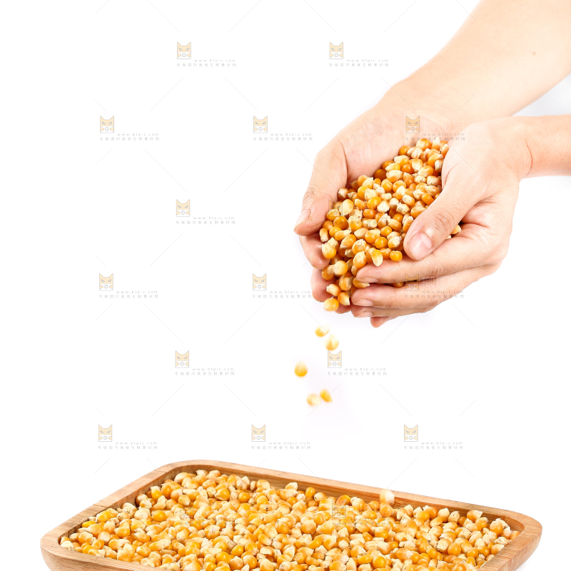 手里捧着玉米粒