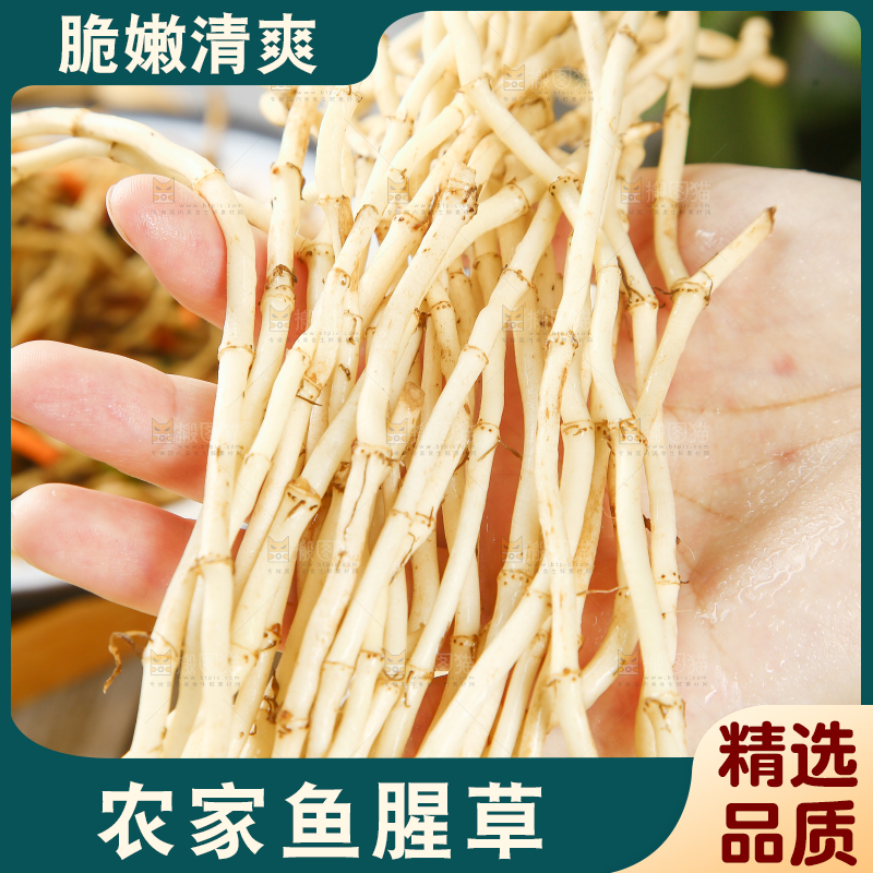 手里拿着四川鱼腥草