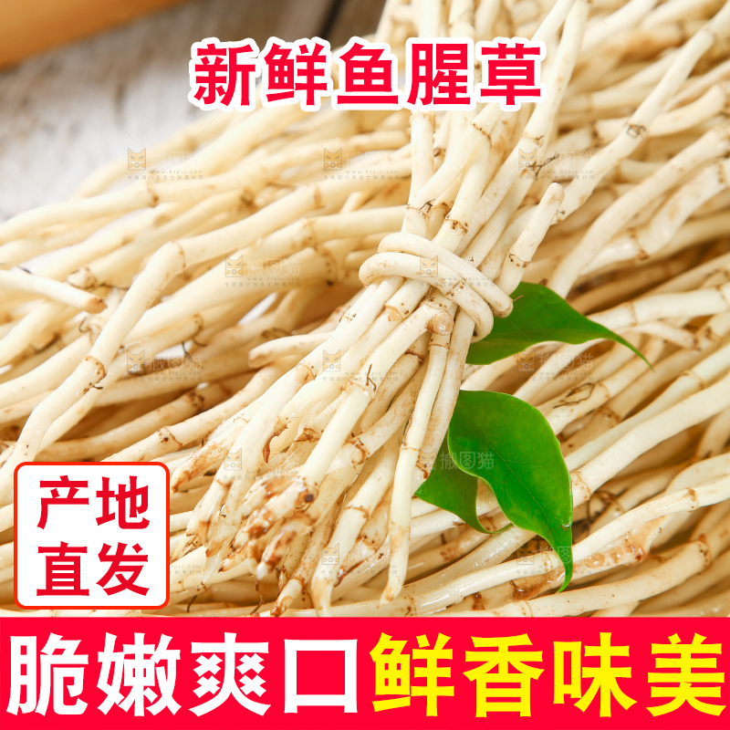 一堆新鲜鱼腥草