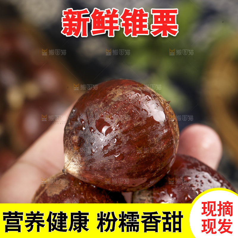 手里拿着锥栗