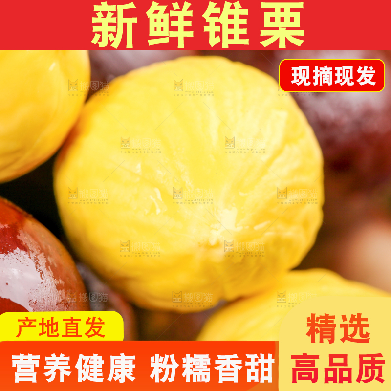 手里拿着锥栗