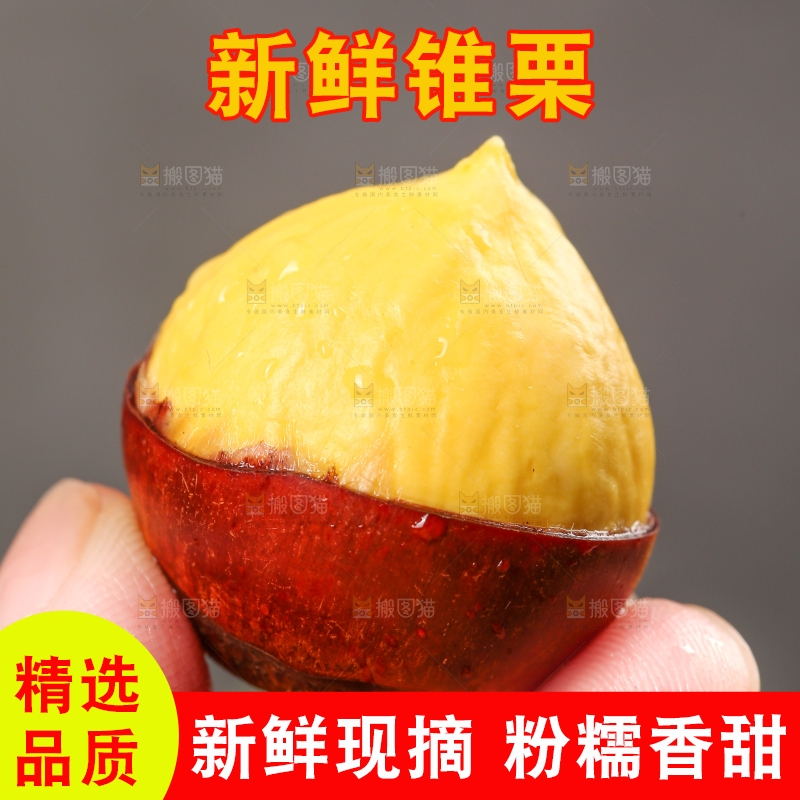 手里拿着锥栗
