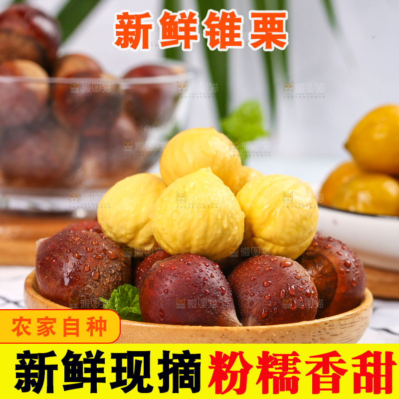锥栗