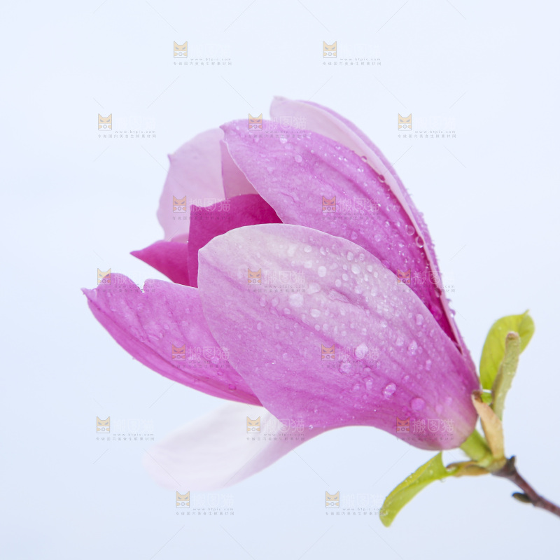 户外的玉兰花
