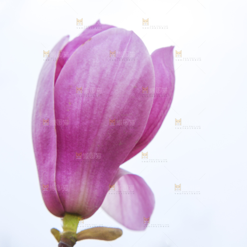 户外的玉兰花