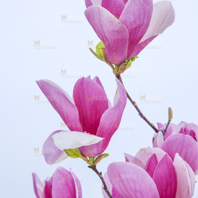 户外的玉兰花