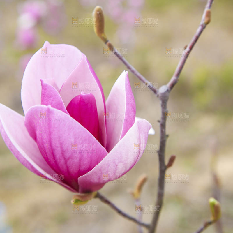 户外的玉兰花