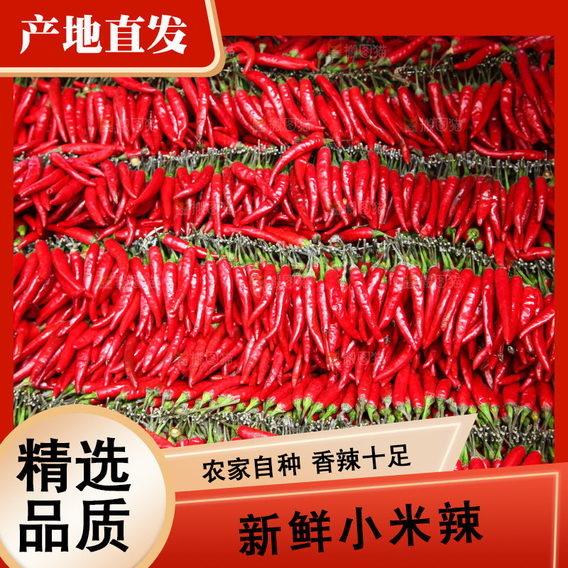 堆放着的大片小米辣