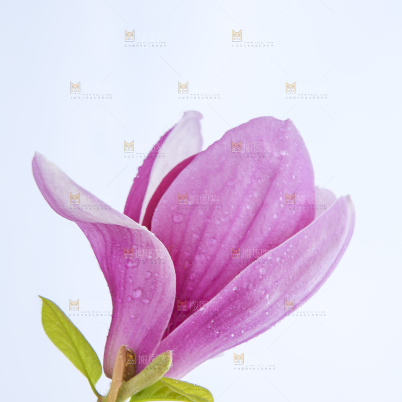 户外的玉兰花