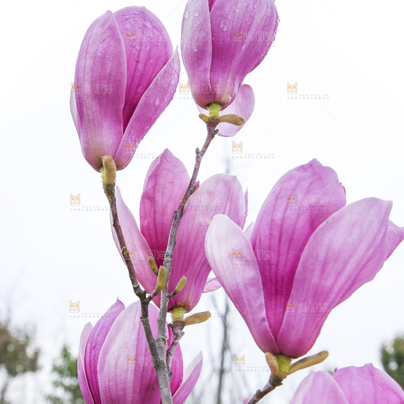 户外的玉兰花