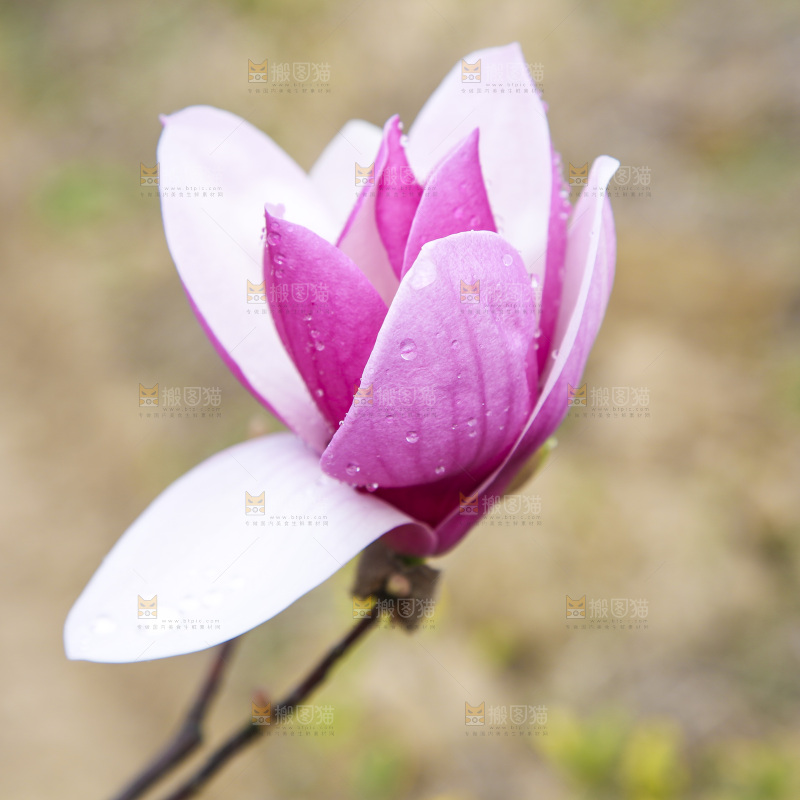 户外的玉兰花
