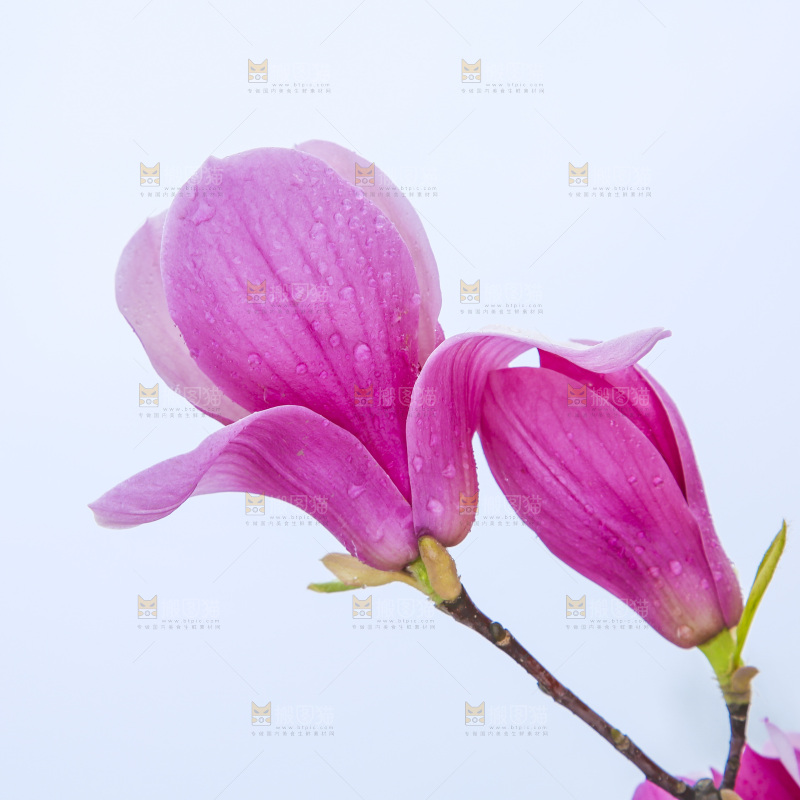 户外的玉兰花