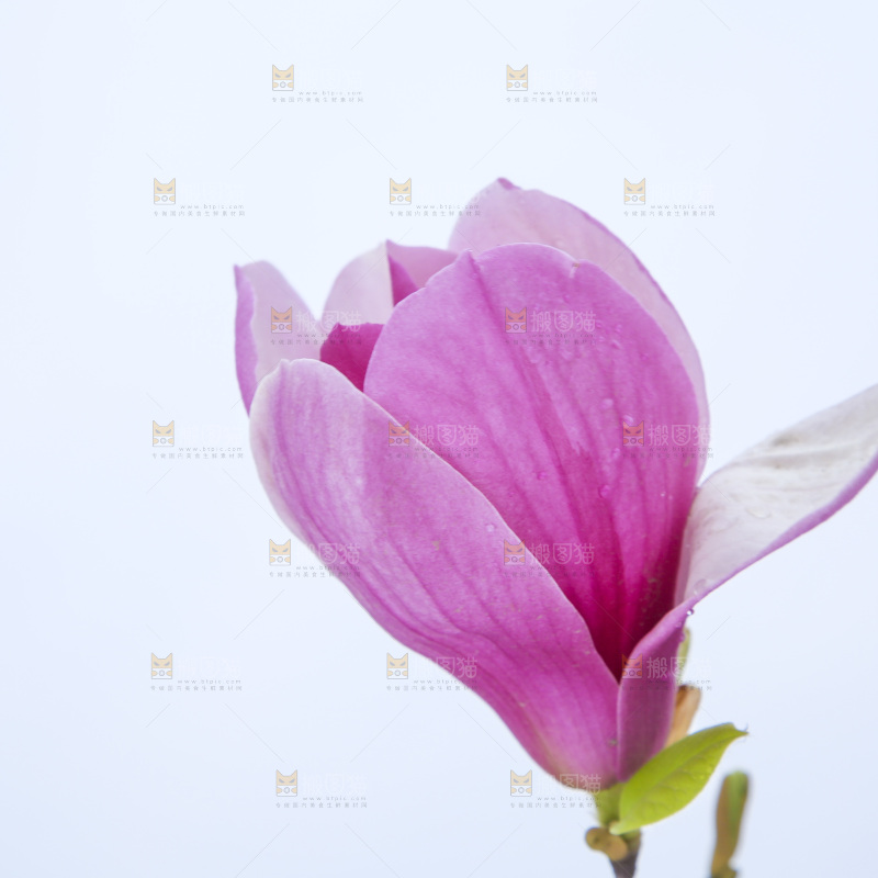 户外的玉兰花