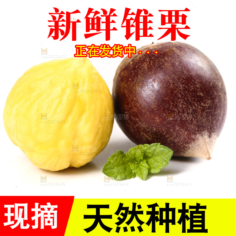 白底上的锥栗
