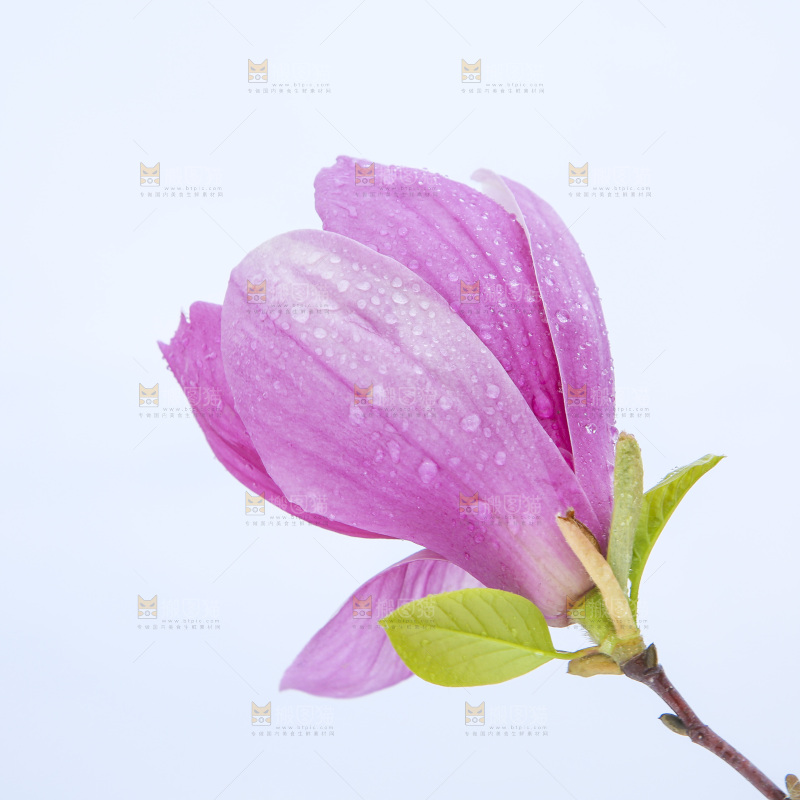 户外的玉兰花