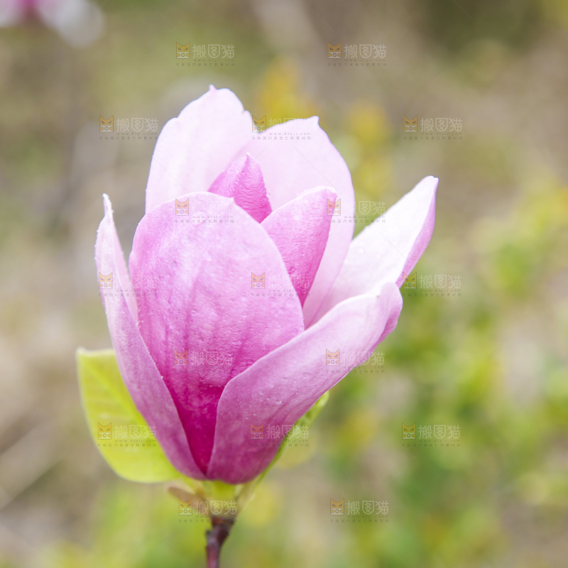 户外的玉兰花