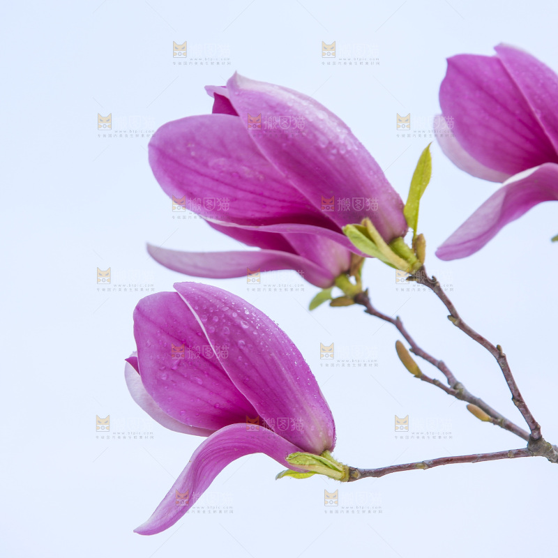 户外的玉兰花