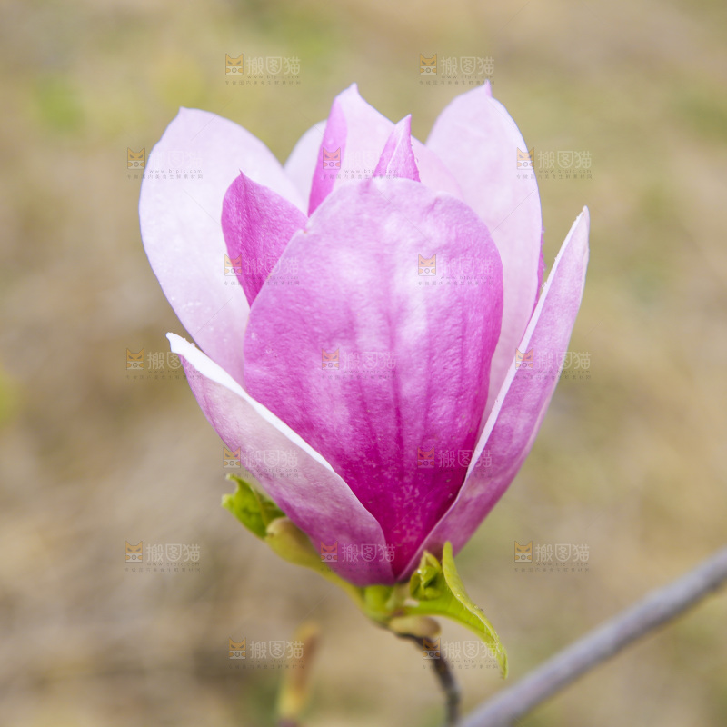 户外的玉兰花