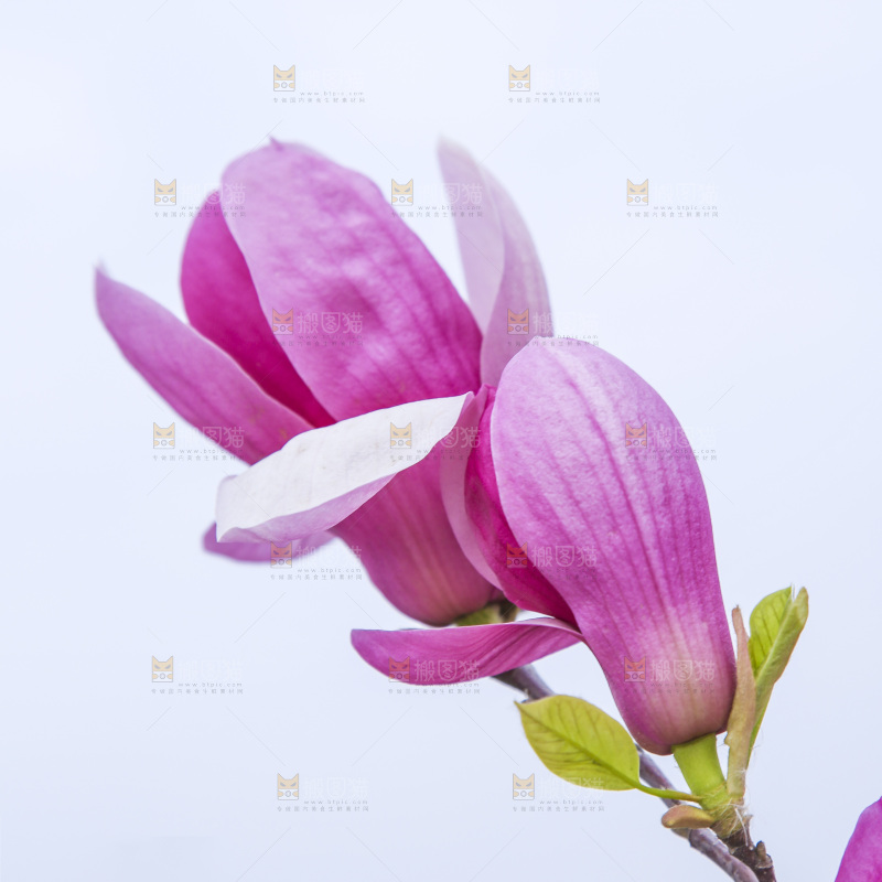 户外的玉兰花