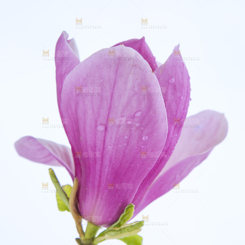 户外的玉兰花