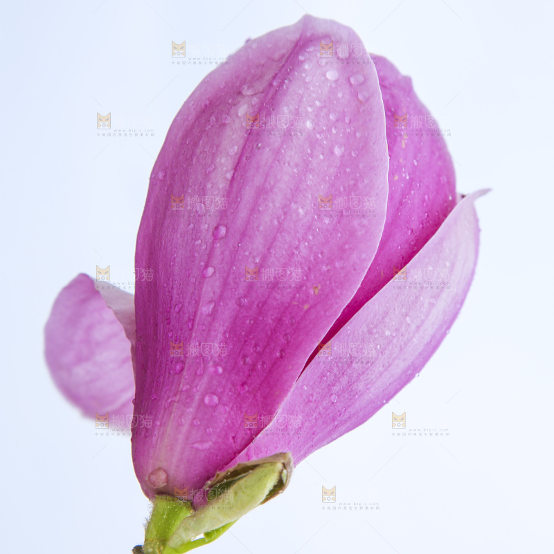 户外的玉兰花