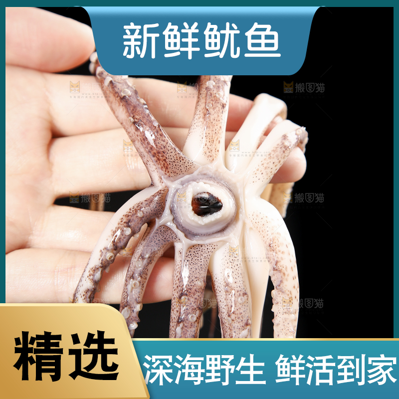 黑底上的鱿鱼