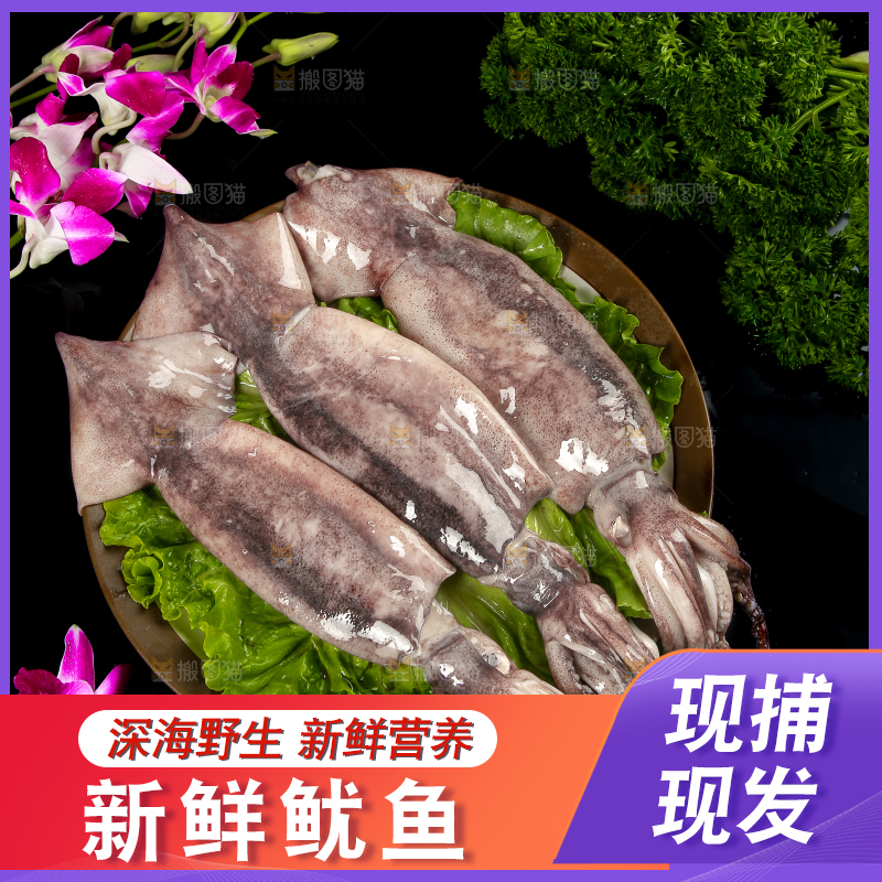 黑底上的鱿鱼