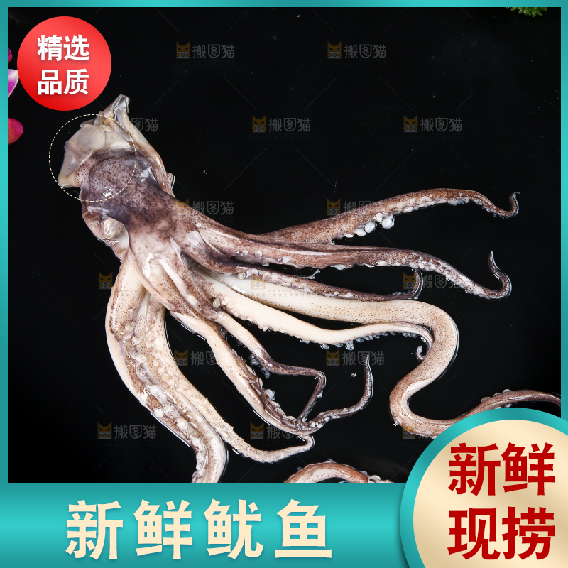 黑底上的鱿鱼