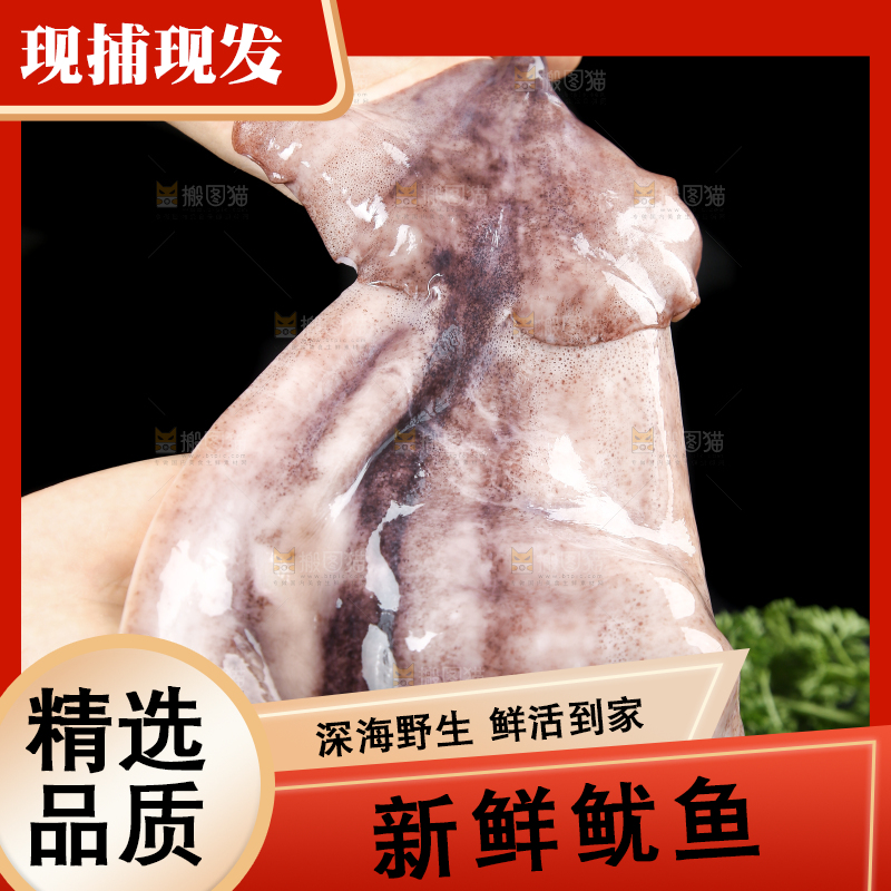 黑底上的鱿鱼