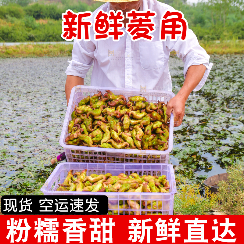 新鲜洪湖菱角采摘