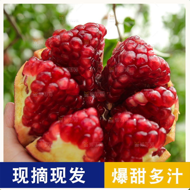 石榴产地