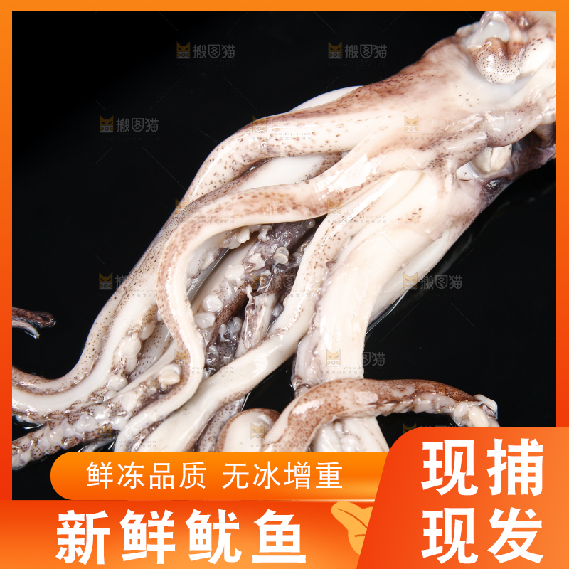黑底上的鱿鱼