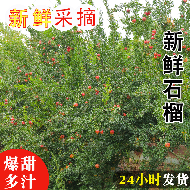 石榴产地