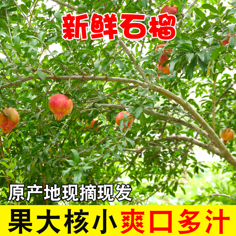 石榴产地