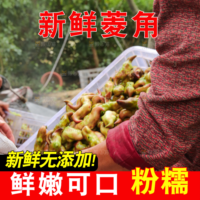 新鲜洪湖菱角采摘