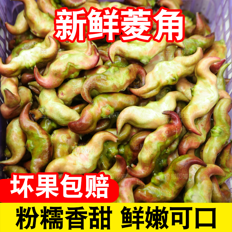 新鲜洪湖菱角采摘