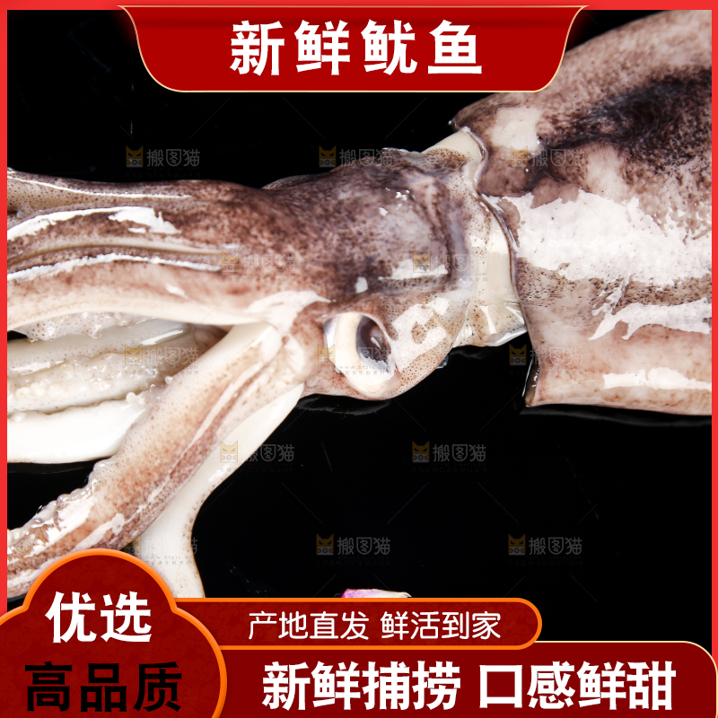 黑底上的鱿鱼