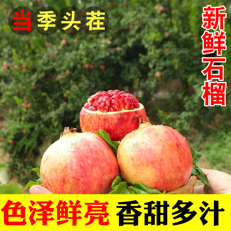 石榴产地