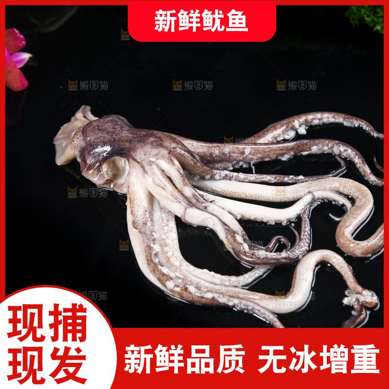 黑底上的鱿鱼