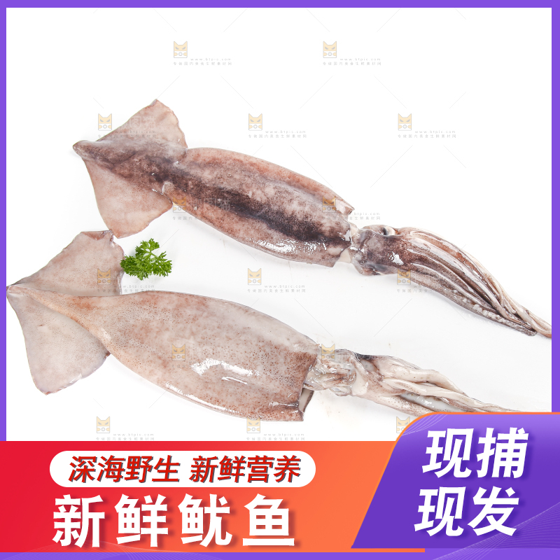 白底上的鱿鱼