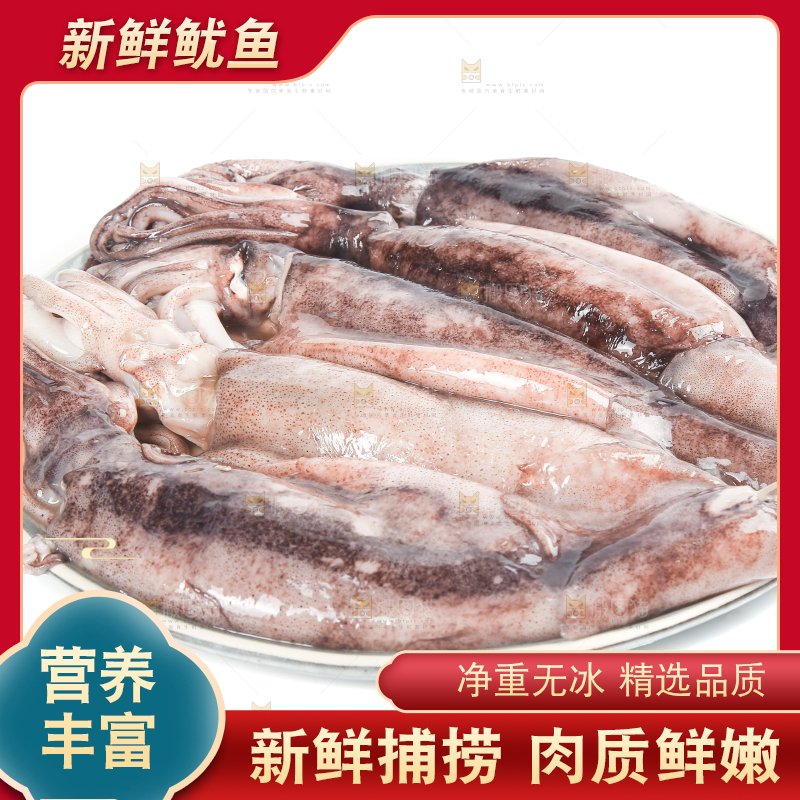 白底上的鱿鱼