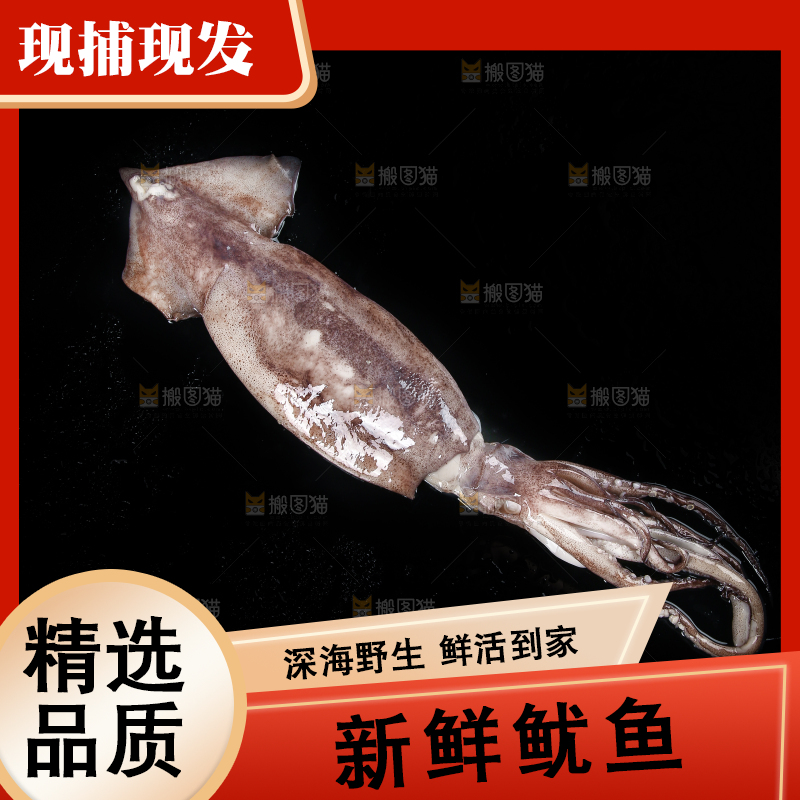 黑底上的鱿鱼