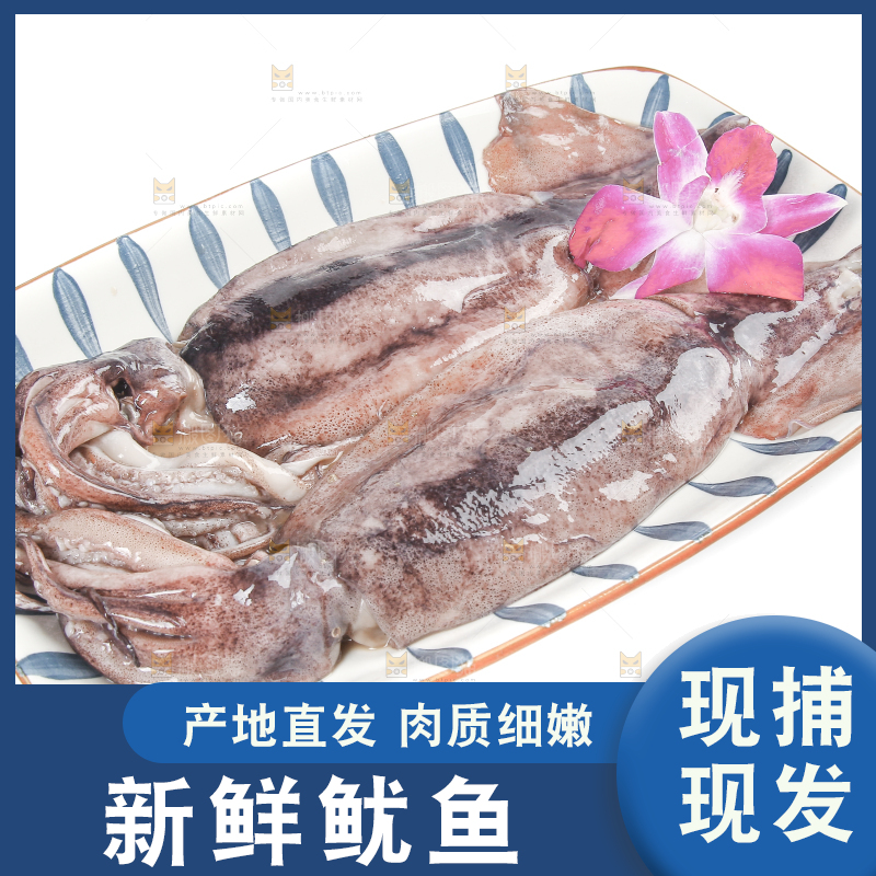 白底上的鱿鱼