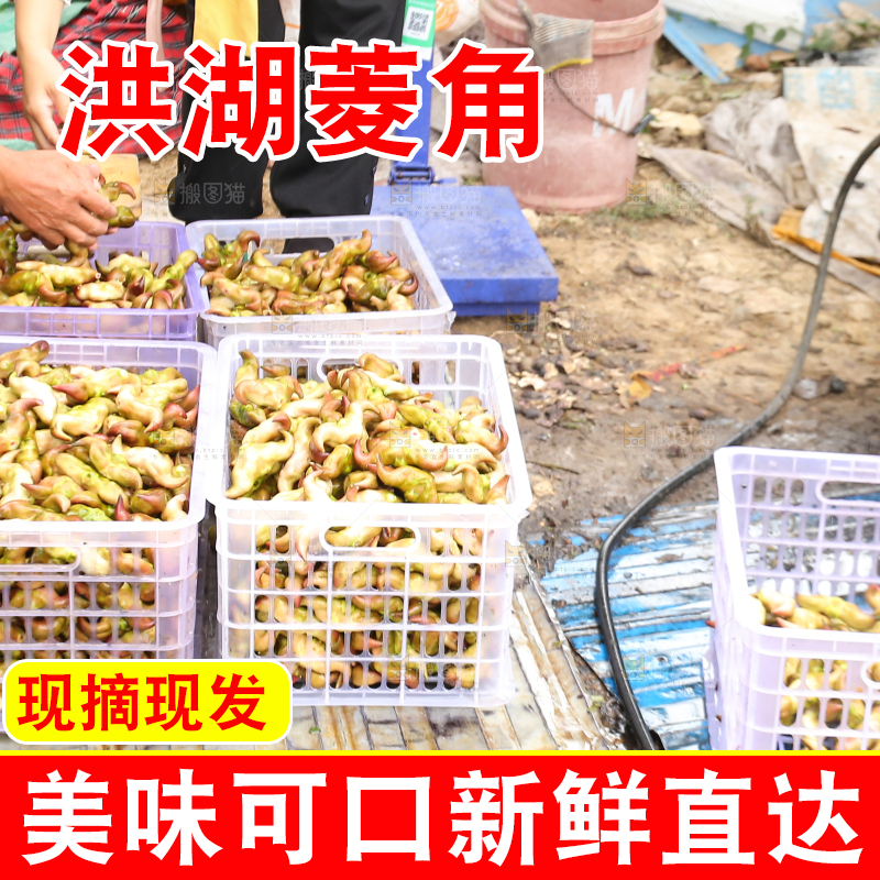 新鲜洪湖菱角采摘