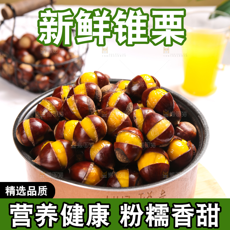 浅底上的锥栗