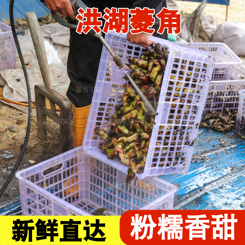 新鲜洪湖菱角采摘