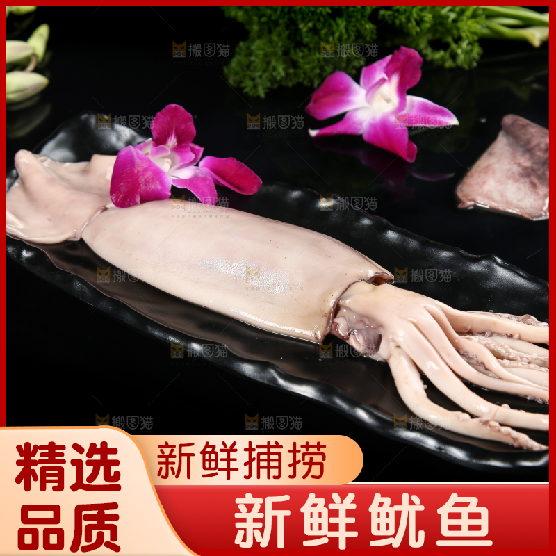 黑底上的鱿鱼