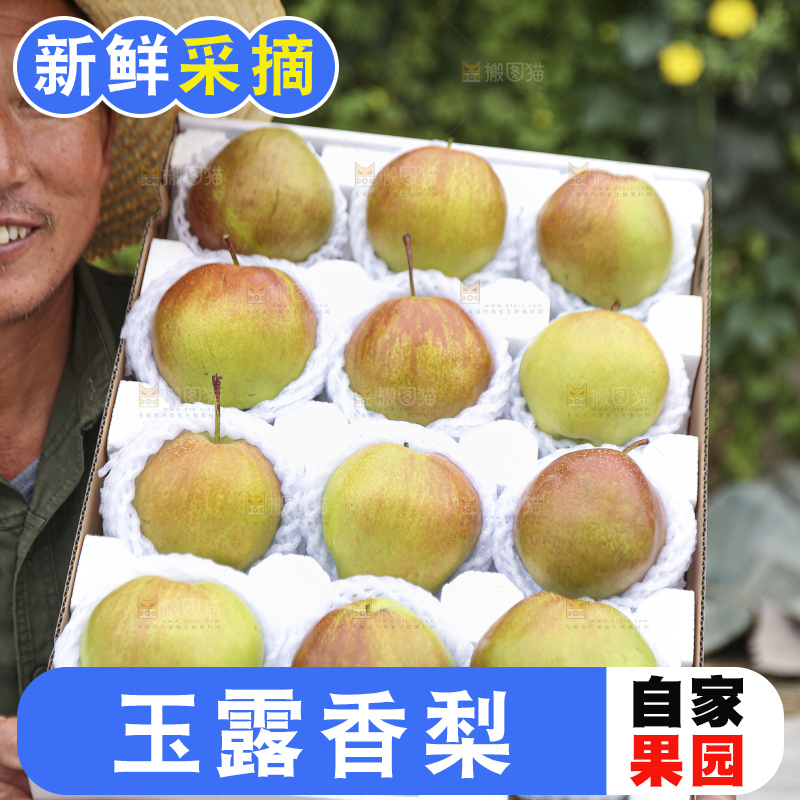 手里拿着玉露香梨