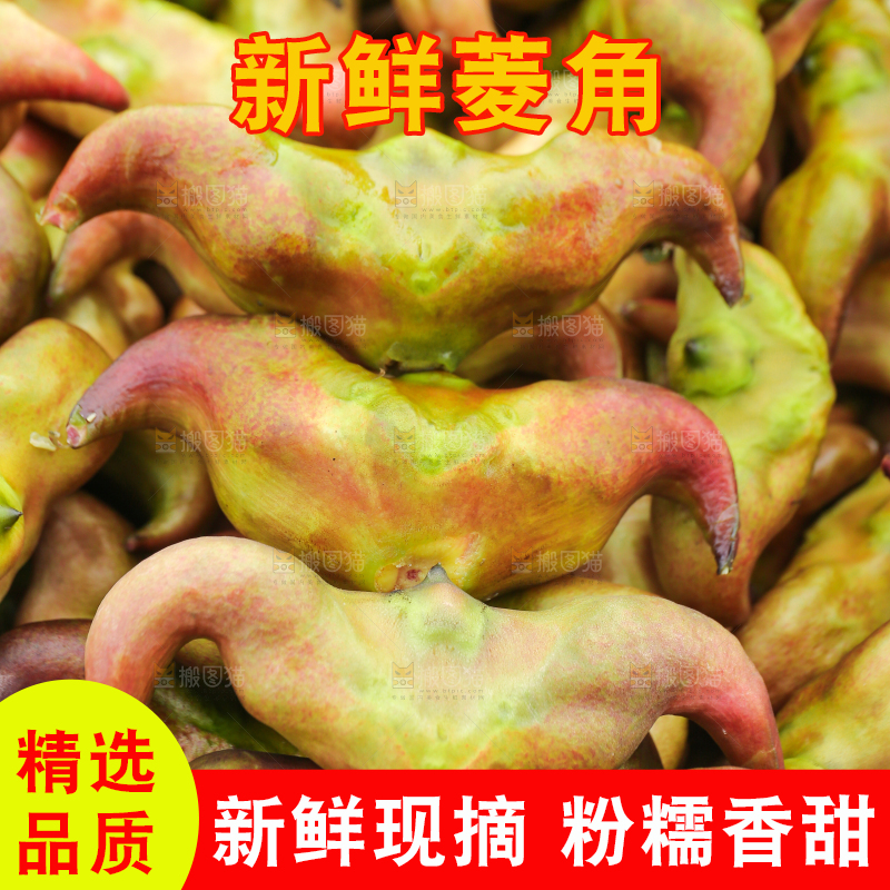 新鲜洪湖菱角采摘